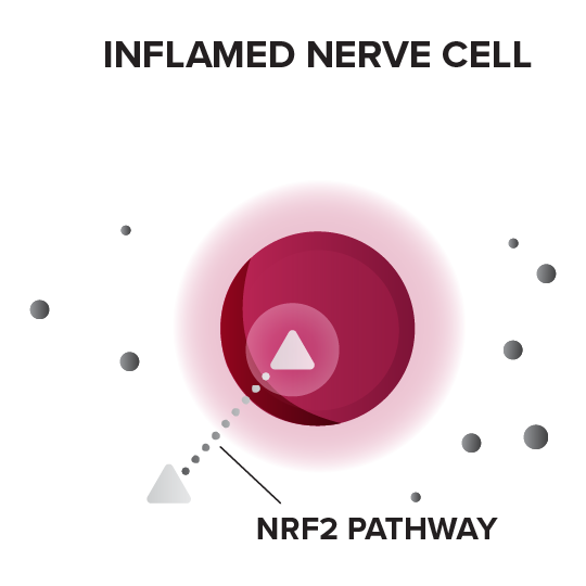 MOA inflamed nerve cell with NRF2 pathway