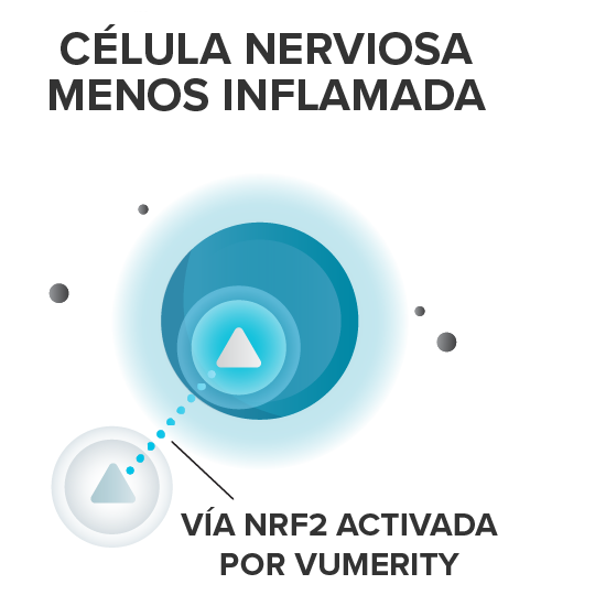 célula nerviosa con menos inflamación con vía NRF2 activada por Vumerity
