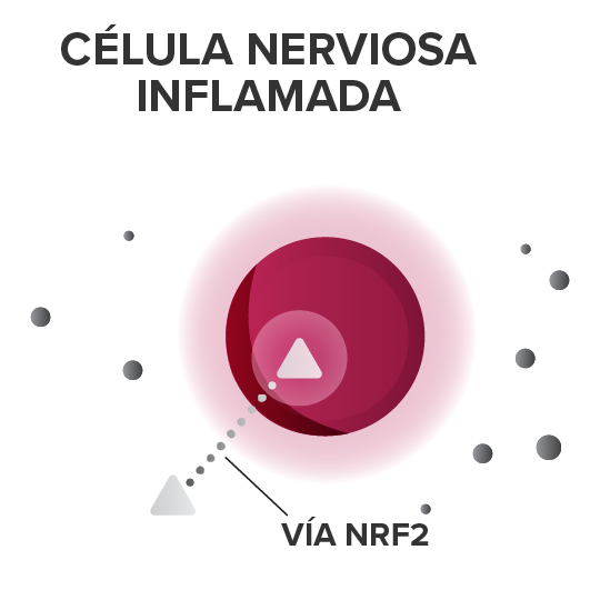 célula nerviosa inflamada con vía NRF2